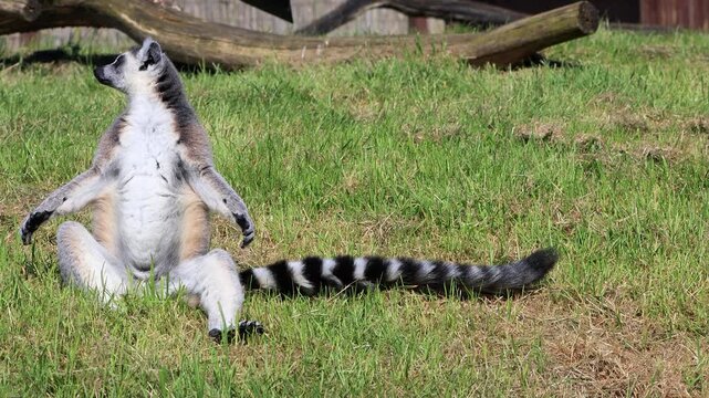 catta lemur monkey on meadow

