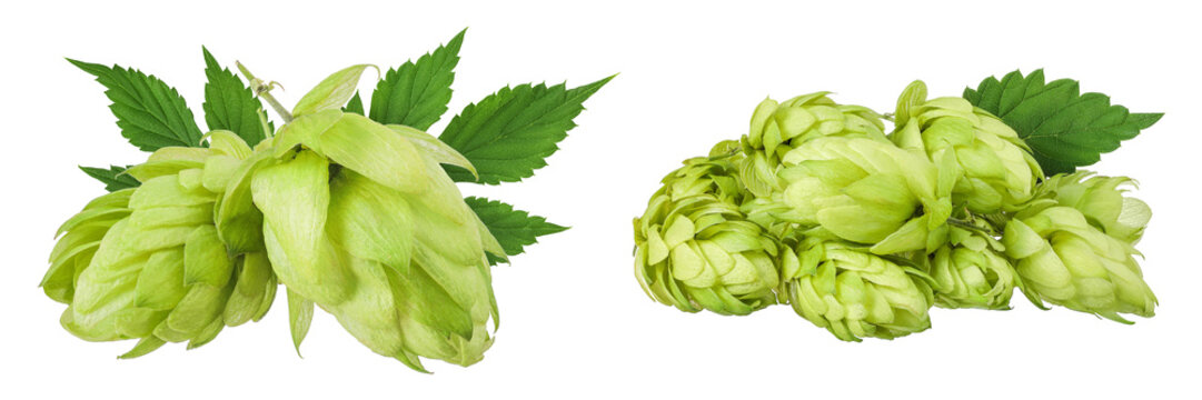 Hop cone isolated on white background. Beer brewing ingredients