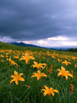 Kirigamine highland daylily meadow in cloudy weather