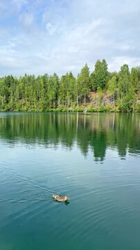 Duck swimming in a serene lake surrounded by lush green trees under a partly cloudy sky in a tranquil natural setting. Slow motion vertical footage. Wildlife and nature concept