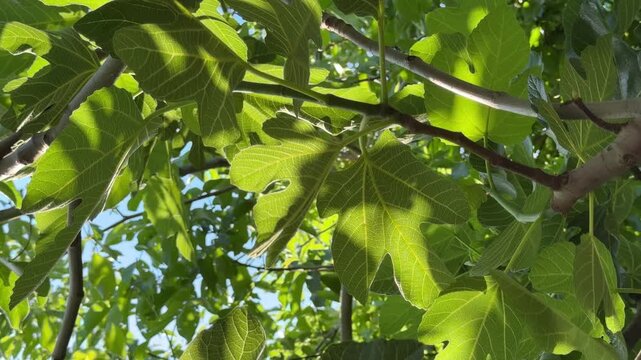 Cinematic close-up of vibrant green fig tree leaves gently swaying in the light breeze. Beautifully backlit by natural bright sunlight, showcasing detailed leaf texture and veins in a peaceful Mediter