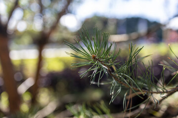Green pine needles on a branch close up with soft bokeh background in outdoor light © night87