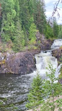 Cascading waterfalls flow over rocky formations, surrounded by dense green trees and plants in a natural forest landscape. Russia, Karelia, Kivach waterfall on the Suna River