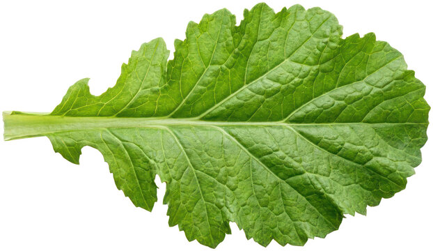 Fresh green mustard leaf on black background.