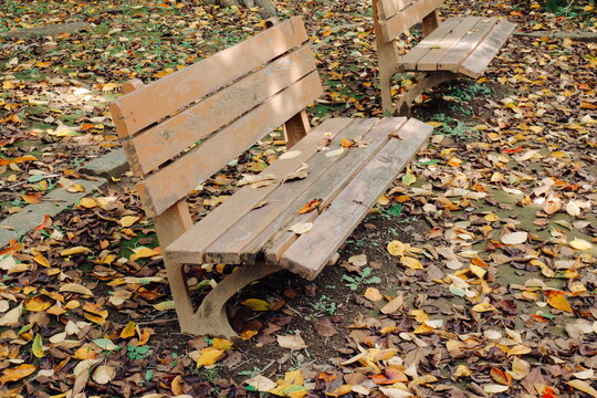 Empty wooden benches surrounded by fallen leaves in an autumn park