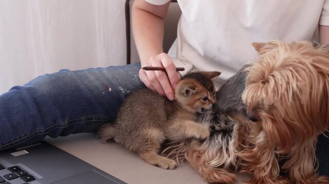 Playful kitten meets a cautious dog as a woman helps the pets interact at home