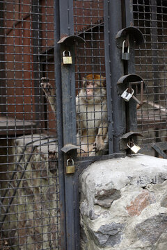 a small monkey sits in an enclosure behind bars with many locks, watching what is happening outside
