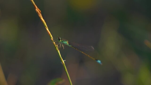 Macro of a damselfly perching on a thin plant stem at sunset in Romania.