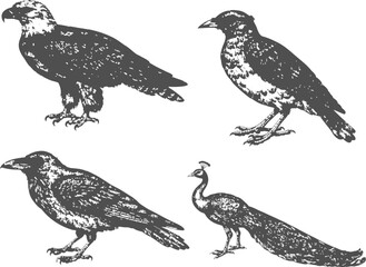 Fototapeta premium Peacock, Heron, Myna, Oriental Magpie, Woodpecker and Starling collection of vintage bird illustrations, hand-drawn engraving and etching style vector artwork, isolated, black and white