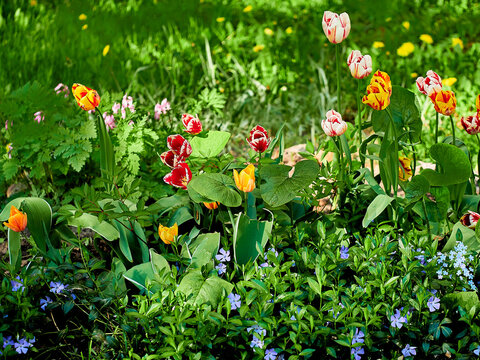 tulips close-up in a green flower bed on a beautiful sunny spring day. background for designers, artists, computer desktop