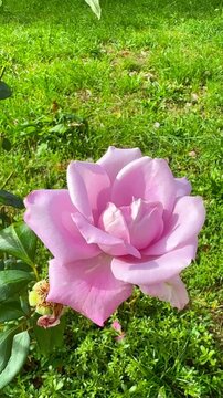 Antique Purple, Lilac and Pink Rose Blooming in Summer Garden