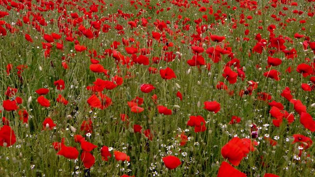  Large field of vibrant red poppies with bumblebees slowly flying among flowers, creating beautiful natural floral background and summer countryside scene.