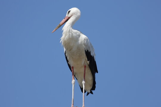 white stork ciconia