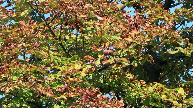 autumn leaves on chestnut tree
