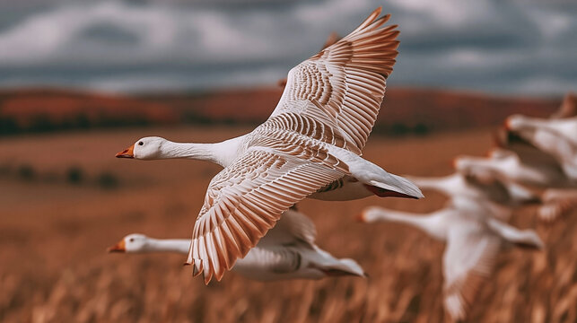 Group of snow geese flying over a field in migration during autumn with wildlife photography