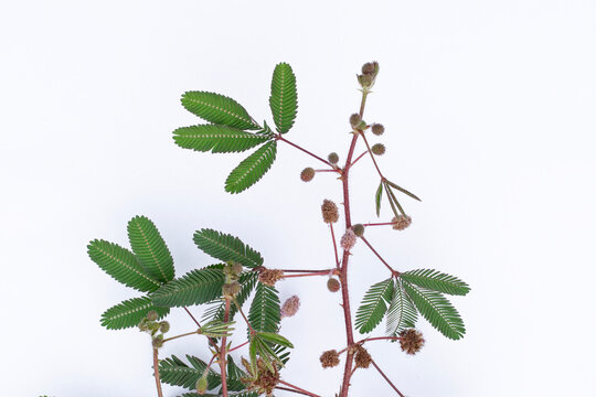 Leaves of the sensitive plant (Mimosa pudica) against a plain white background. Green touch me not plant leaves with thorny stem isolated on white background
