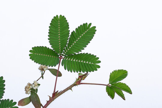 Leaves of the sensitive plant (Mimosa pudica) against a plain white background. Green touch me not plant leaves with thorny stem isolated on white background