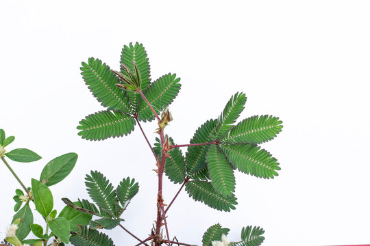 Leaves of the sensitive plant (Mimosa pudica) against a plain white background. Green touch me not plant leaves with thorny stem isolated on white background