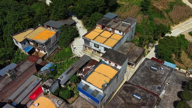 Aerial view of harvested rice piled on a village rooftop after sun-drying