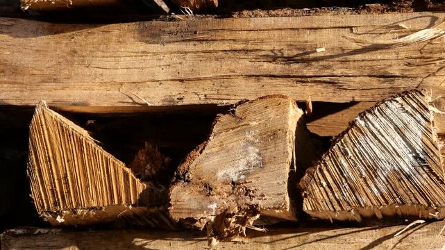 Close-up of three split wood sections arranged along weathered plank in outdoor woodpile setting, lit by golden sunlight, showing radial growth rings, rough texture, and splintered edges for