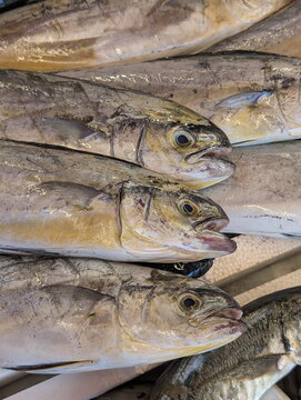 Fresh Dolphinfish Stacked at Sicilian Fish Market
