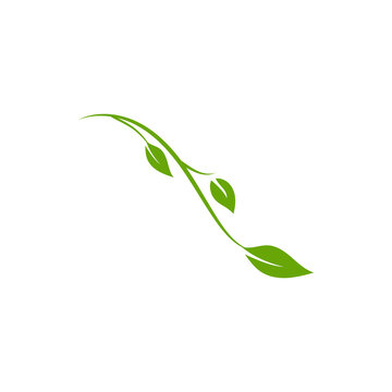 Minimalist green vine with leaves graphic element isolated on transparent background