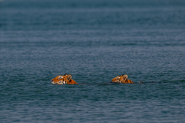 A wild Royal Bengal tigress swimming alongside her cub across a river channel in the Sundarbans mangrove forest, India.