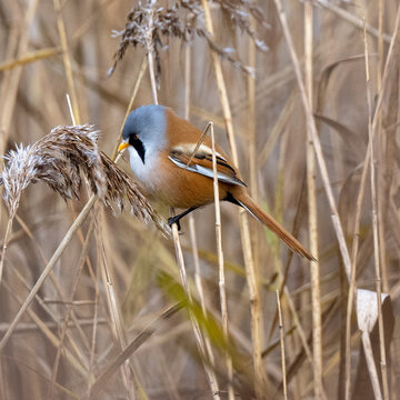 Bearded Reedling (Tit) feeding on reeds