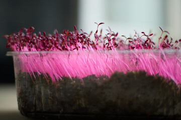Cinematic close-up of freshly sprouted micro-greens with striking pink, translucent stems illuminated by warm backlighting, creating a vivid glowing effect against dark, nutrient-rich soil.  © m.zh