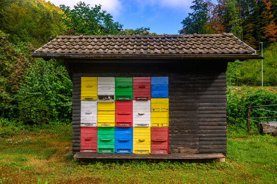 Bee hives surrounded by trees on a sunny day. Row of wooden beehives for bees 