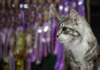 Silver Maine Coon cat profile at a cat show exhibition © Senko