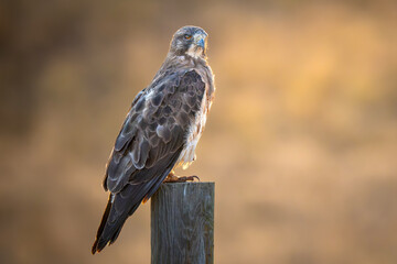 Fototapeta premium Swainson's Hawk perched hunting at sunset in Colorado 
