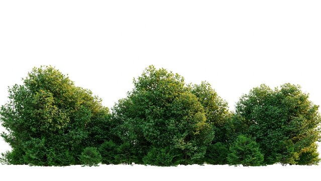 Lush green forest border featuring vibrant dense deciduous trees and small shrubs isolated on a clean white studio background setting