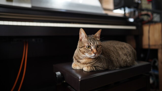 きじねこ」の写真素材 | 17,536件の無料イラスト画像 | Adobe Stock