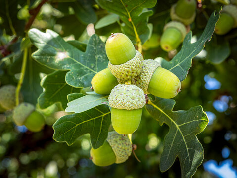 Stieleichel (Quercus robur), Zweig mit Eicheln und Bl&auml;ttern