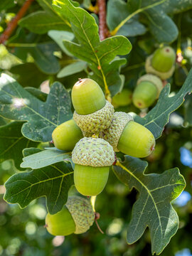 Stieleichel (Quercus robur), Zweig mit Eicheln und Bl&auml;ttern
