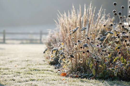 Frost on dried seed heads and grasses in a winter garden border &ndash; Ideal for seasonal gardening features, winter blog headers, or nature branding.