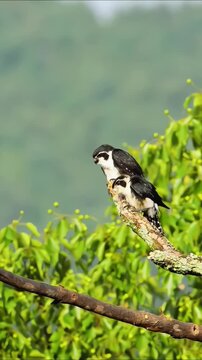 Two Pied Falconets Perched on a Tree Branch in the Wild