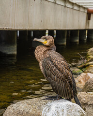 Cormorant perched on a rock by the water   Kormoran siedzący na skale nad wodą © Adrian White