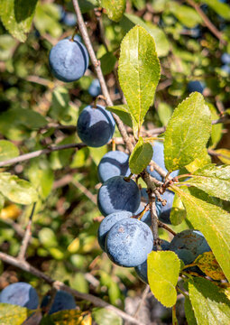 Schlehenbeeren, blaue Frucht der Schlehe (Prunus spinosa)