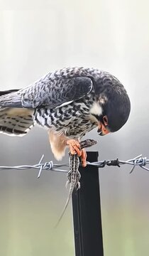 Red footed falcon with lizard prey on a wire fence