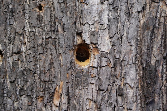Nesting cavity of the blue carpenter bee (Xylocopa iris), a species of the genus Xylocopa (subfamily Xylocopinae). Hannover &ndash; Berggarten, Germany.