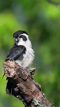 Tiny Pied Falconet Bird Perched on a Tree Branch with Prey in its Beak