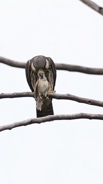 Peregrine falcon perched on a tree branch with its prey