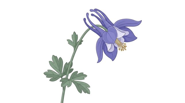 A beautiful illustration of a purple columbine flower isolated on a white background.