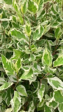 Dogwood plant, natural background texture, close up, vertical view