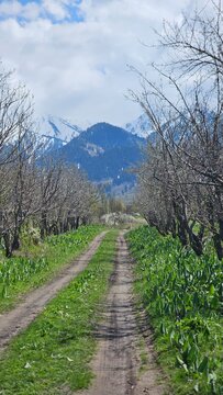 A narrow dirt path leading through green fields and bare trees toward majestic blue mountain peaks under a clear sky, capturing a beautiful spring or autumn rural landscape.