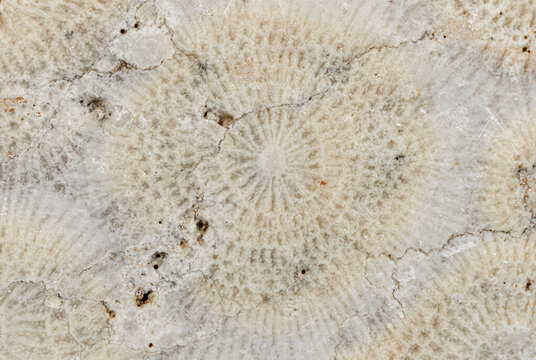 Close-up of Ancient Coral Fossil Stone Texture