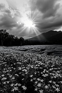 Crepuscular rays shine over a flower-filled meadow