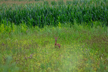 Young deer stands alert in a field of wildflowers with a cornfield behind © MARIA – Nature